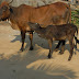 Cow with Calf