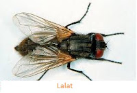 lalat