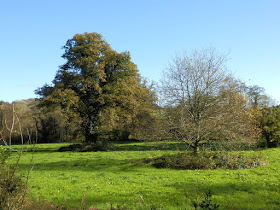 Fields and trees at Respryn, Cornwall