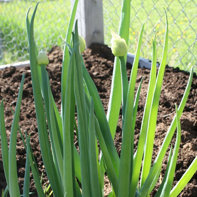 bunching green onions, square foot garden, springtime in the garden, artist pause to plant the garden