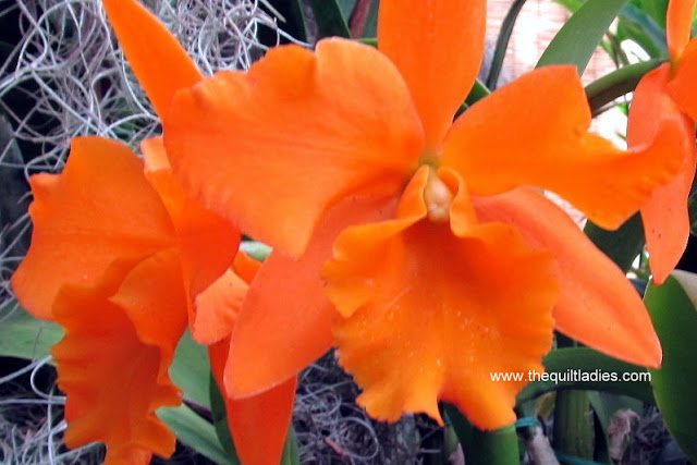 Orange Orchid in Bloom