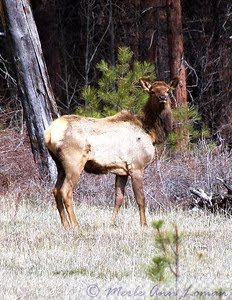 Yearling elk calf