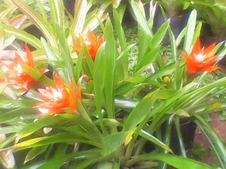 Jual Pohon Bromelia Guzmania | Tanaman Hias Bromelia | Jenis jenis bromelia