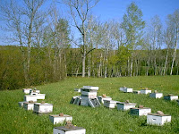 White Birch Apiary