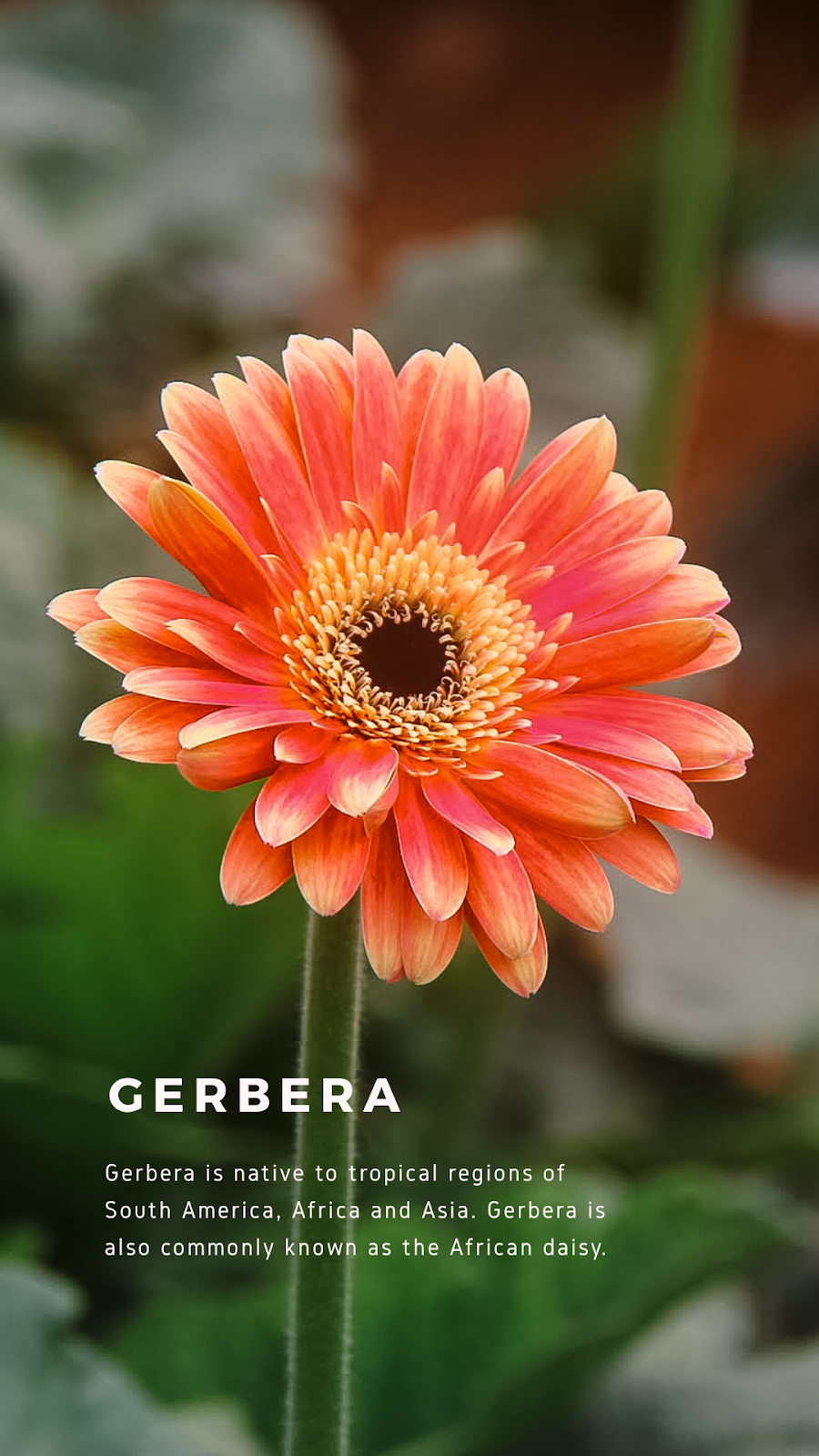 Warna warni Bunga  Gerbera Cameron Highlands