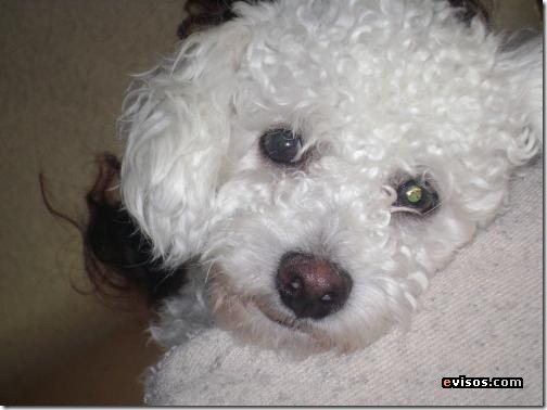 fotos de perritos imagenesifotos.blogspot (1)