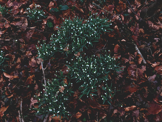 snowdrop, yunaban, schweiz blog, schweizer blogger, blog, blogger, winter, flower, spring, schneeglöckchen, schweiz, swiss, switzerland, spring snowflake, wald, waldboden,magic, naturheilkunde, gärtner, schneeglöggli, messenger of spring, winter blume