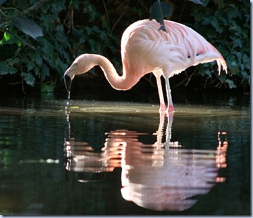 flamingo Las Vegas resort