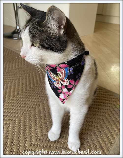 The BBHQ Midweek News Round-Up ©BionicBasil® Melvyn Modelling The Blue Butterfly Bandana