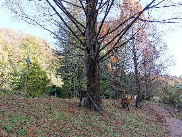 伯耆町の別所川渓流植物園