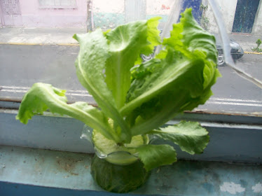 Cultivo Hidroponico De Lechuga Casero