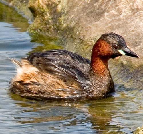 Tachybaptus ruficollis