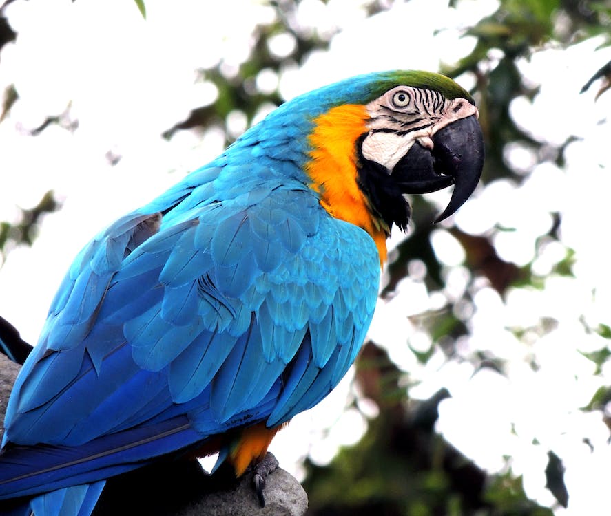 A beautiful pet Macaw