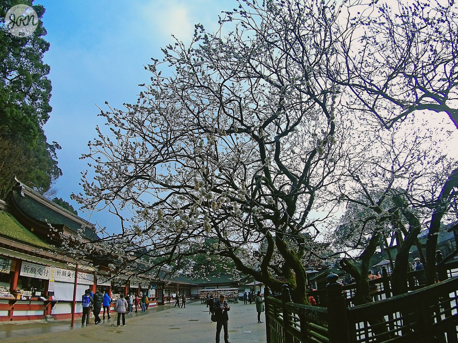 white cherry blossoms japan fukuoka