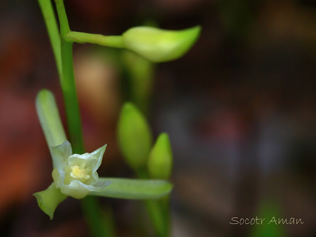 Cymbidium nipponicum