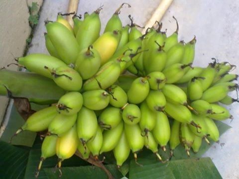 Gambar Nama Lain Pisang 40 Hari