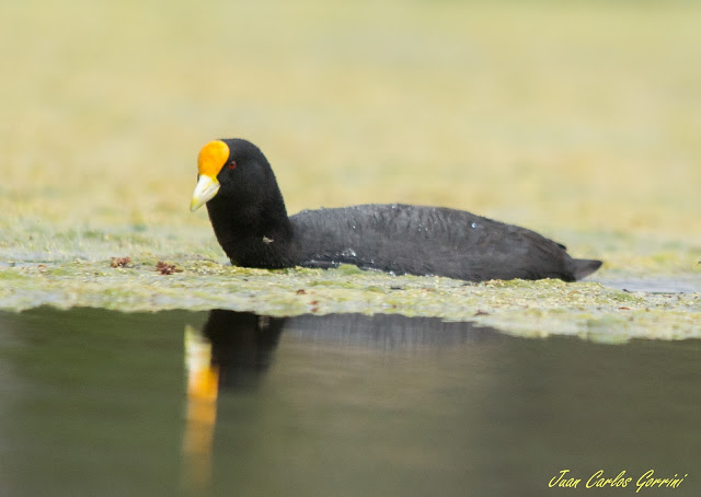 Avistaje de aves en Argentina, Salta. Birdwatching y fotografía de Juan Carlos Gorrini.