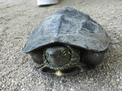 選択した画像 クサガメ 画像 277132-クサガメ 子供 画像
