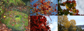 http://www.lochnessgarden.com/catalogue/htmcatalogue/Autumn%20Supp%202014.htm