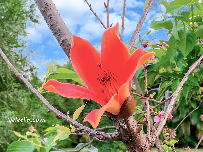 三峽臺北大學也有一整片的木棉花林耶每年3月是最佳賞花期喔