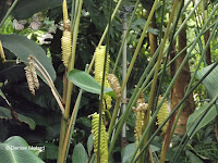 Rattlesnake plant grows in the jungle - Kyoto Botanical Gardens Conservatory, Japan