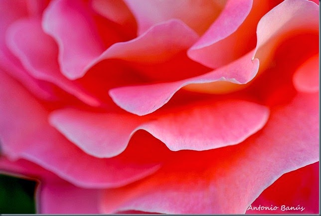 6 DSC_1075x