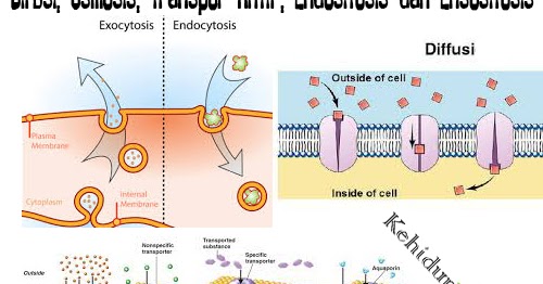 Difusi, Osmosis, Transpor Aktif, Endositosis dan 