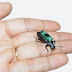 Desarrollan un enjambre de escarabajos cíborgs controlables