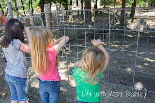 farm emus