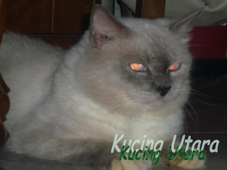 Kucing Utara: "Deworm" Kucing Kesayangan