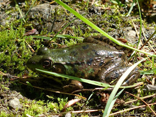 Grenouille verte (Nord-est de l'Amérique du nord) - Rana clamitans - Lithobates clamitans