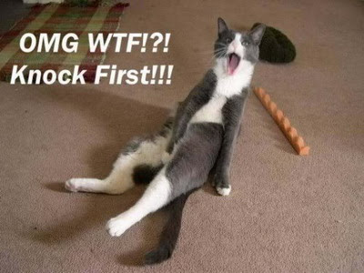 Funny Cat Pictures