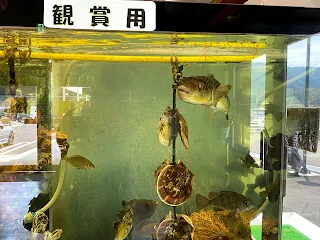 ミニ水族館（水槽）