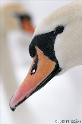 Paugurknābja gulbis (Cygnus olor)