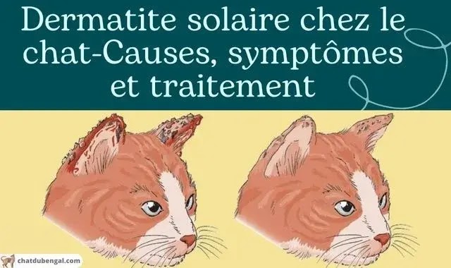 Dermatite solaire chez le chat