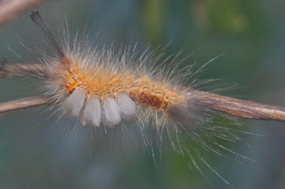 photo of a caterpillar2