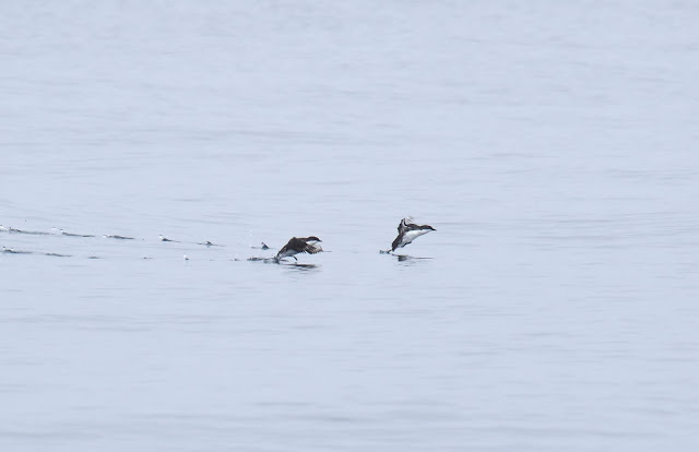 Scripps's Murrelet