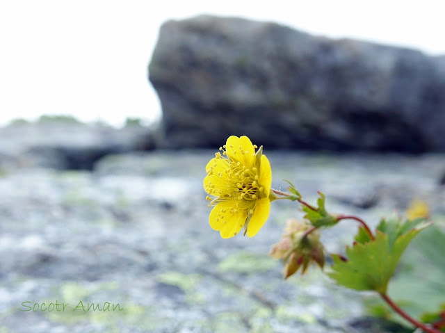 Geum calthaefolium