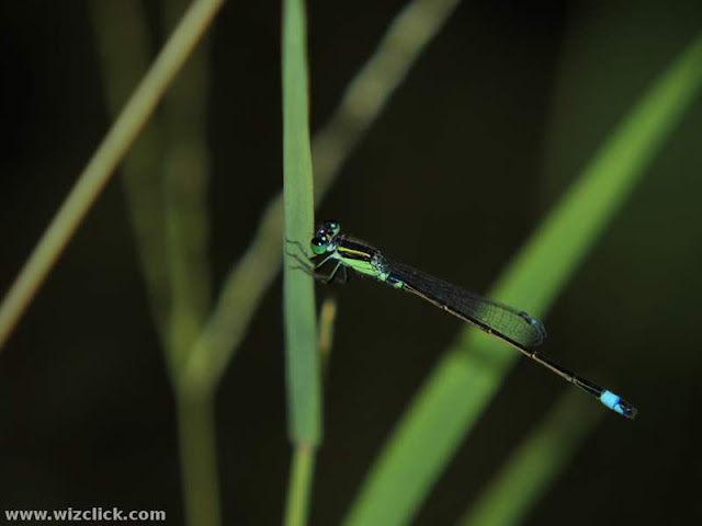 Photo of Damselfly taken with MCON-P01 on M.Zuiko Digital ED 40-150mm 1:3.5-5.6