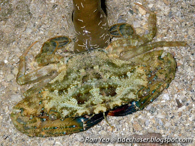 Prymna Swimming Crab (Thalamita prymna)