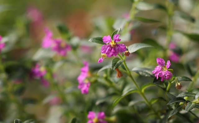 Mexican Heather Flowers Pictures