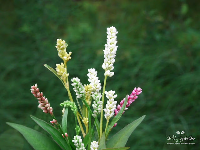 Persicaria maculosa (syn. Polygonum persicaria)