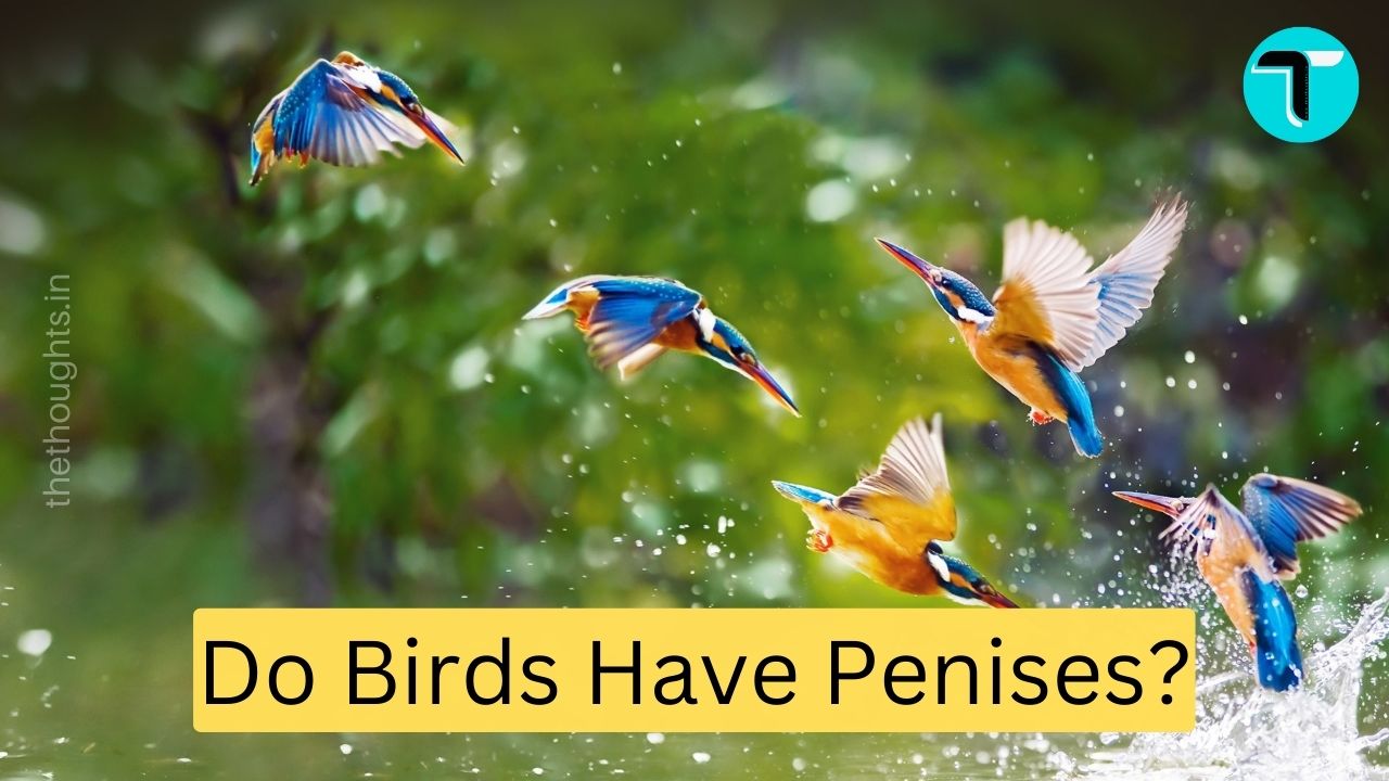 Do Birds Have Penises?