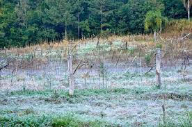 A foto mostra o gelo nos campo do Rio grande do Sul.