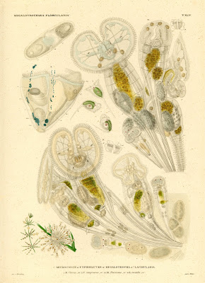 Megalotrochaea Floscularia, Microcodon, Cyphonautes, Megalotrocha, Lacinularia
