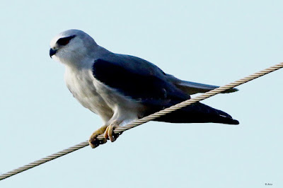 "Black-winged Kite - Elanus caeruleu, This long-winged raptor is mostly grey or white, with black shoulder patches, wing tips, and eye stripes. When perched, the bird's long falcon-like wings extend beyond its tail."