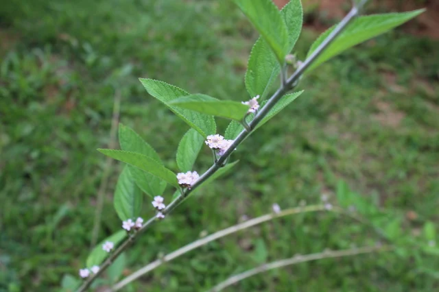 ramo da erva-cidreira Lippia alba com pequenas flores rosadas