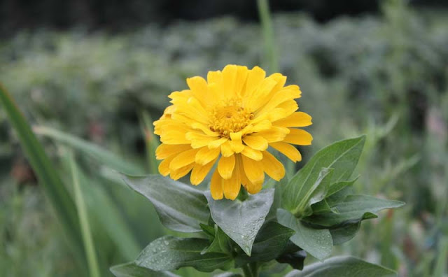 Zinnia Flowers