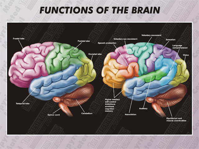 Brain Function Map6