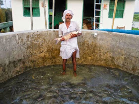 http://www.thehindu.com/sci-tech/better-profit-margin-for-fish-growers-in-bihar/article6313974.ece?ref=sliderNews